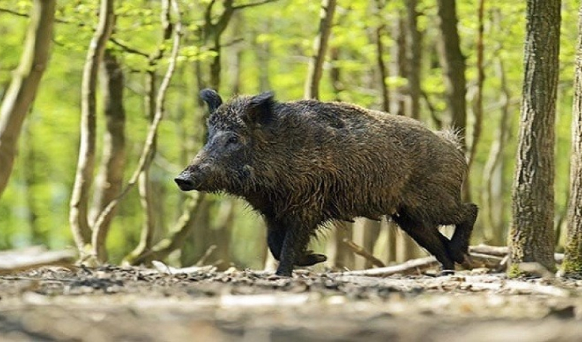 जंगली बदेलको आतङ्कले अन्नबाली नष्ट गर्दा किसान हैरान