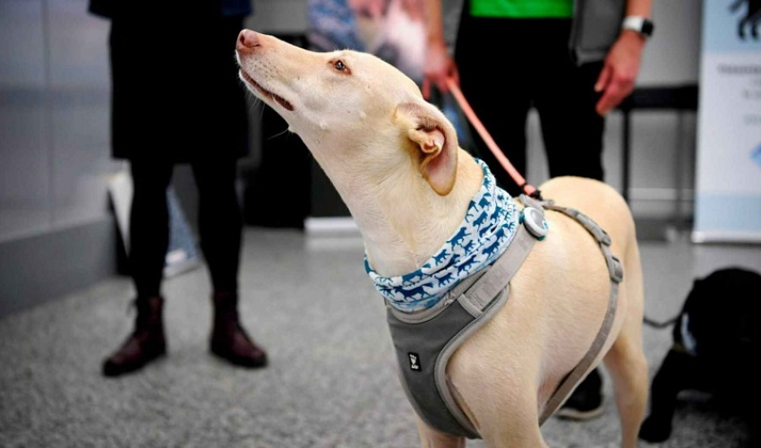 कुकुरले सुँघेर कोरोना संक्रमित पत्ता लगाउन थाल्यो