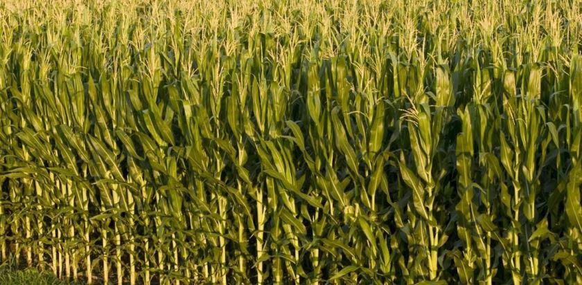 फौजीकिराले मकैबाली नष्ट