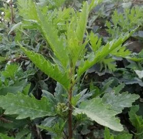 सामाजिक सञ्जालमा नरहरि बुटी : कोरोना भाइरसको औषधि भन्ने दाबी सही हाे ?