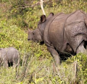 गैँडाको आक्रमणबाट मृत्यु
