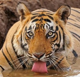 बाजुराको हिमालीमा बाघको आक्रमणबाट ४५ बाख्रा मरे