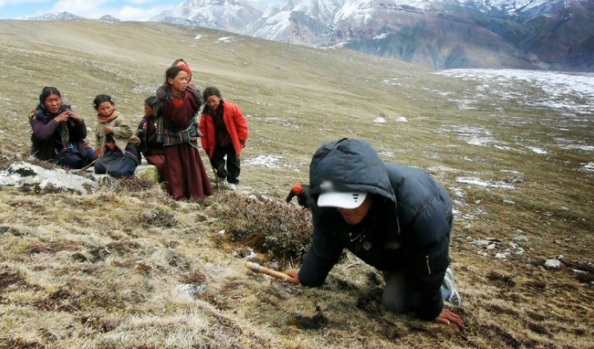 राष्ट्रिय निकुञ्जमा यार्सागुम्बा संकलनमा रोक