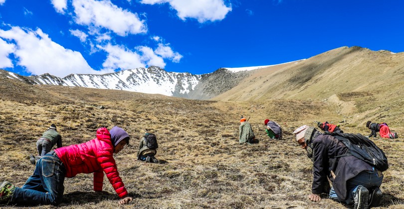 कोरोना महामारीबीच यार्सा संकलन सुरू