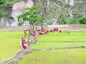 जेष्ठमै भयो बझाङ्गमा रोपाईको रौनक सुरु