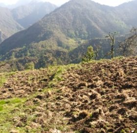 बाजुराकाे बडिमालिका ७ मा जंगली बदेलले लाखाैकाे आलु बाली नष्ट