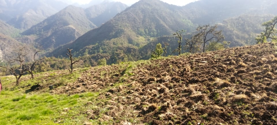 बाजुराकाे बडिमालिका ७ मा जंगली बदेलले लाखाैकाे आलु बाली नष्ट