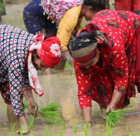 बाजुरामा ८५ प्रतिशत धान रोपाई सकियो