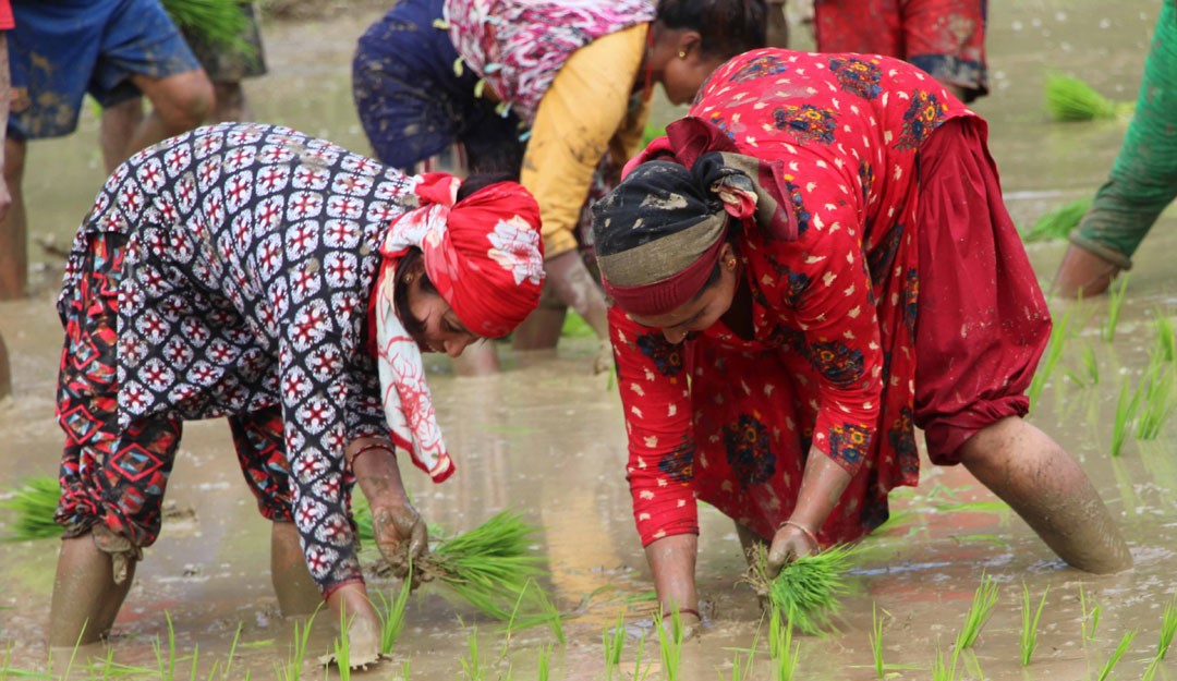 बाजुरामा ८५ प्रतिशत धान रोपाई सकियो