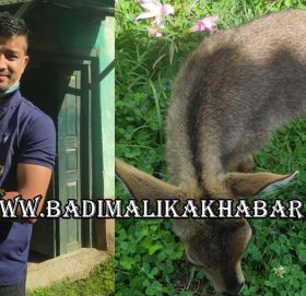 जिल्ला बन कार्यालयमा आफै आइपुग्यो जंगली जनवार घोरेल