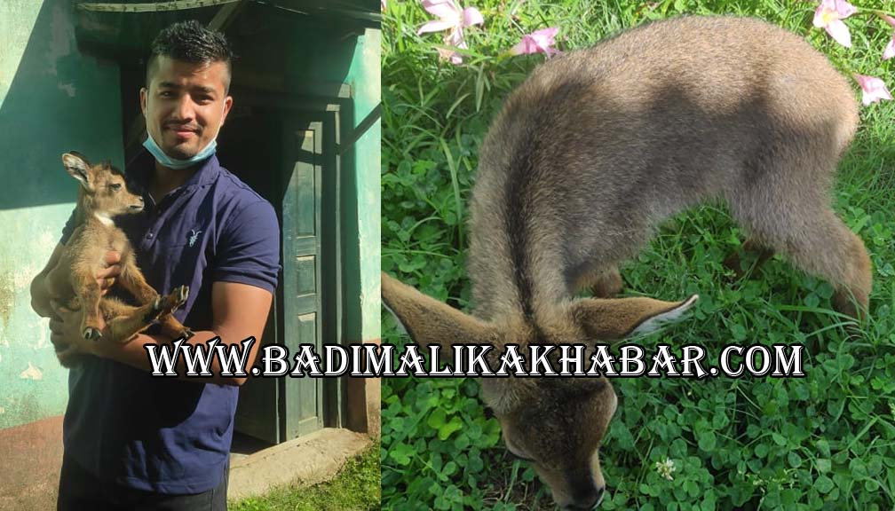 जिल्ला बन कार्यालयमा आफै आइपुग्यो जंगली जनवार घोरेल