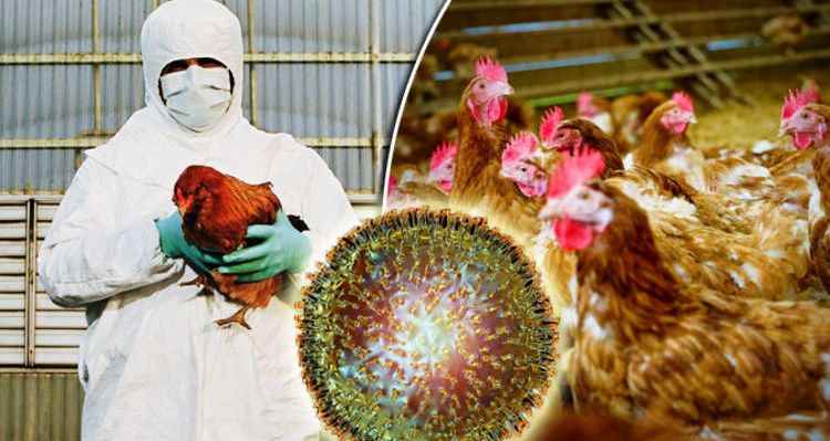 चीनमा बर्ड फ्लूको ‘एच१०एन३’ भेरियन्ट पहिलोपटक मानिसमा देखियो