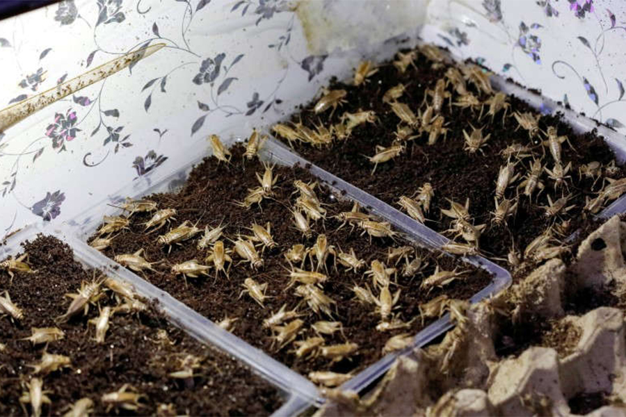 किर्गिस्तानमा खुल्यो पहिलो फट्यांग्रा फार्म