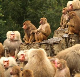 बाँदर भुलाउन जङ्गलमा फलफूल खेती