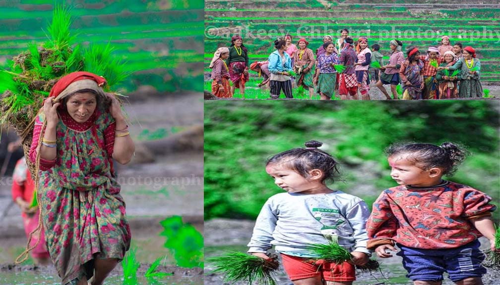 बझाङ्गको खप्तडछान्ना गाउपालिकामा रोपाईको रौनक