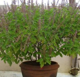 आज हरिशयनी एकादशी, तुलसीको बिरुवा सारिँदै