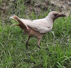 नेपालमै  देखियो दुर्लभ सेतो काग