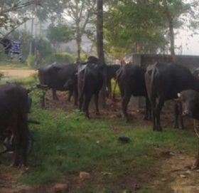 भारतीय चोरले लुटेका भैँसी सशस्त्र प्रहरीले फिर्ता ल्यायो
