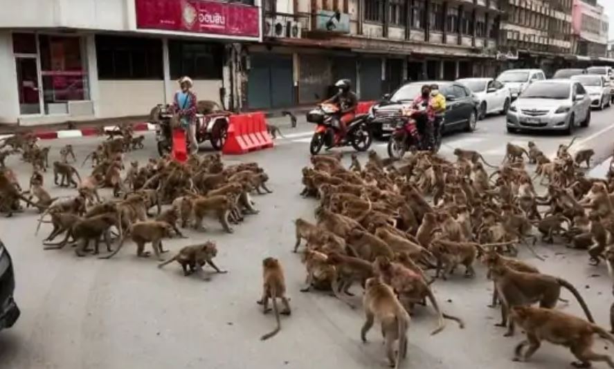 सडकमै बाँदरको ‘ग्याङ फाइट’, घण्टौँ ट्राफिक जाम