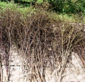 बढ्यो चिराइतोको मूल्य