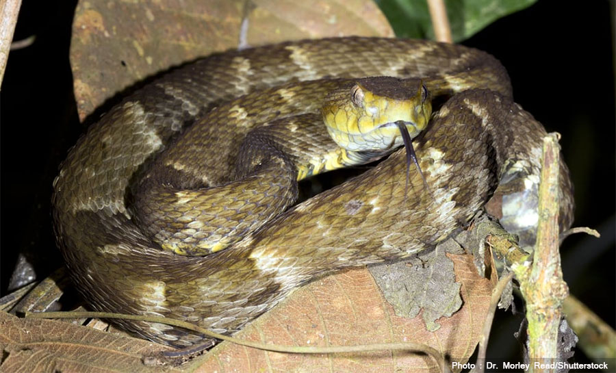 संसारकै विषालु सर्पको विषबाट बनाइयो मान्छेको घाउ टाल्ने सुपर ग्लु