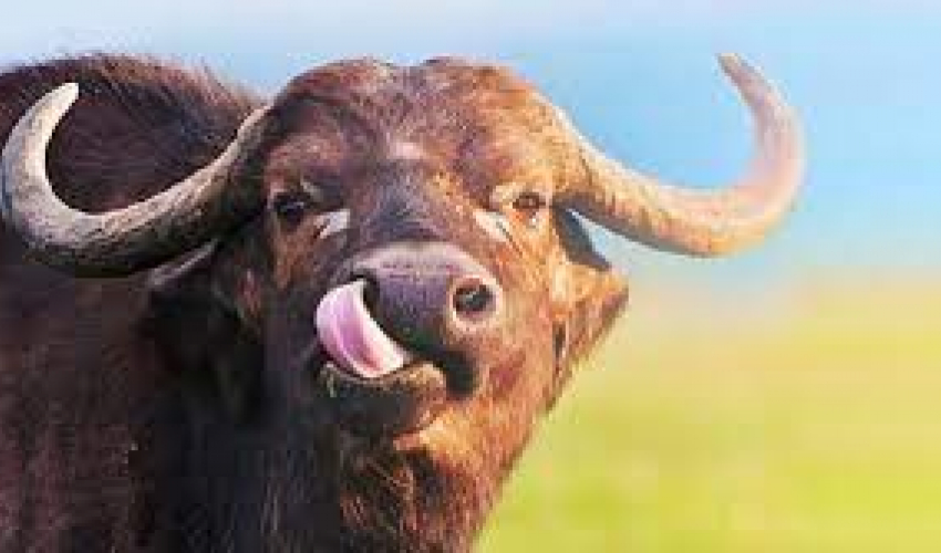 भैँसी पाल्ने किसानलाई १८ लाख अनुदान