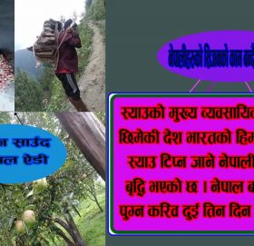 नेपालीहरुको सिजनको काम बन्दै सिम्लाका स्याउ