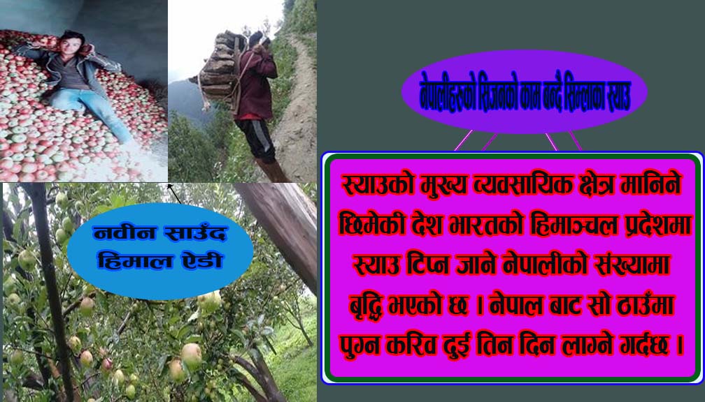 नेपालीहरुको सिजनको काम बन्दै सिम्लाका स्याउ