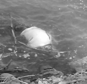 तालमा माछा मार्न गएका युवकको डुबेर मृत्यु