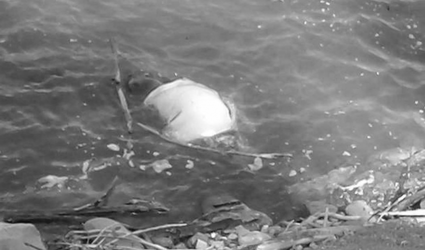 तालमा माछा मार्न गएका युवकको डुबेर मृत्यु