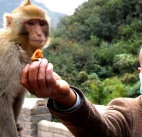 चीनको ‘मंकी बी भाइरस’ बाट डाक्टरको मृत्यु, के हो लक्षण र बच्ने उपाय ?