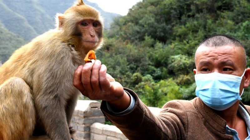 चीनको ‘मंकी बी भाइरस’ बाट डाक्टरको मृत्यु, के हो लक्षण र बच्ने उपाय ?