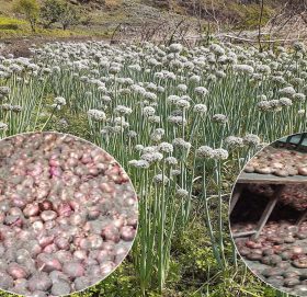 बाजुराको स्वामीकार्तिक खापर गाउँपालिकाका किसानकाे  प्याजले बजार नपाउदा  चिन्तित