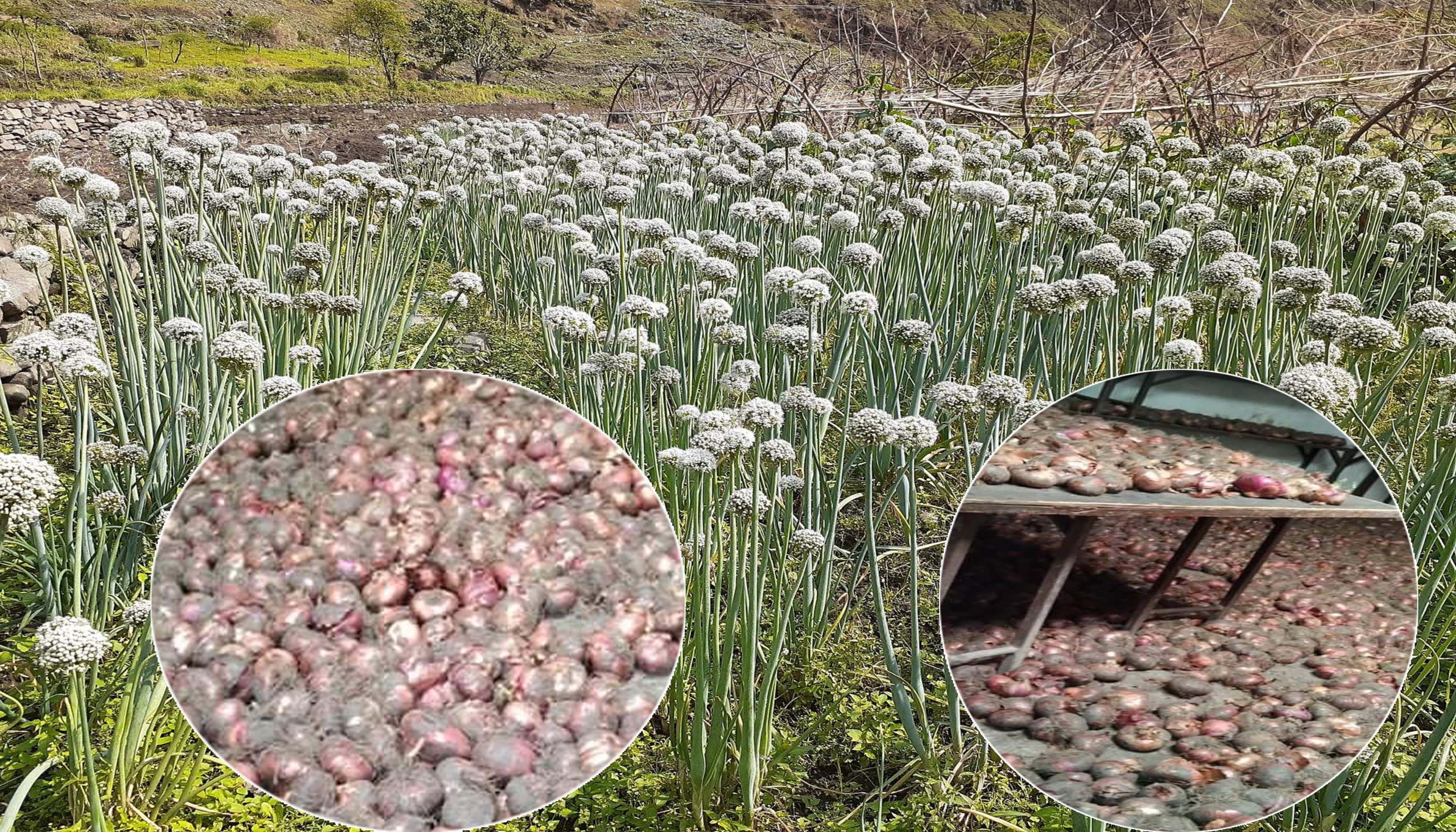 बाजुराको स्वामीकार्तिक खापर गाउँपालिकाका किसानकाे  प्याजले बजार नपाउदा  चिन्तित