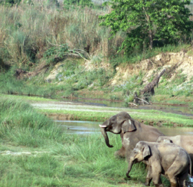 शुक्लाफाँटा राष्ट्रिय निकुञ्जमा सेनाको कारवाही