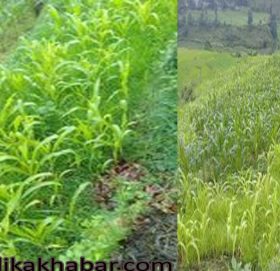 बझाङमा अज्ञात रोगले मकैबारी उजाड