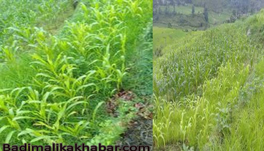 बझाङमा अज्ञात रोगले मकैबारी उजाड