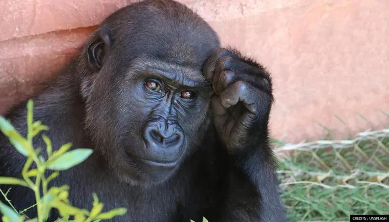 चिम्पान्जीसँग प्रेम सम्बन्ध रहेको भन्दै महिलालाई चिडियाखानामा प्रतिबन्ध