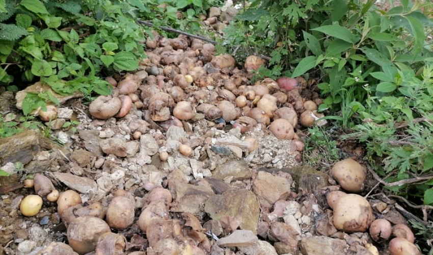 बर्खे आलु कुहियो