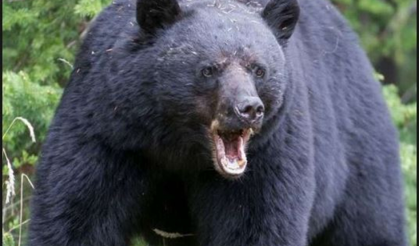 बैतडीमा भालुको आक्रमणबाट घाइते बृद्ध धनगढी रेफर