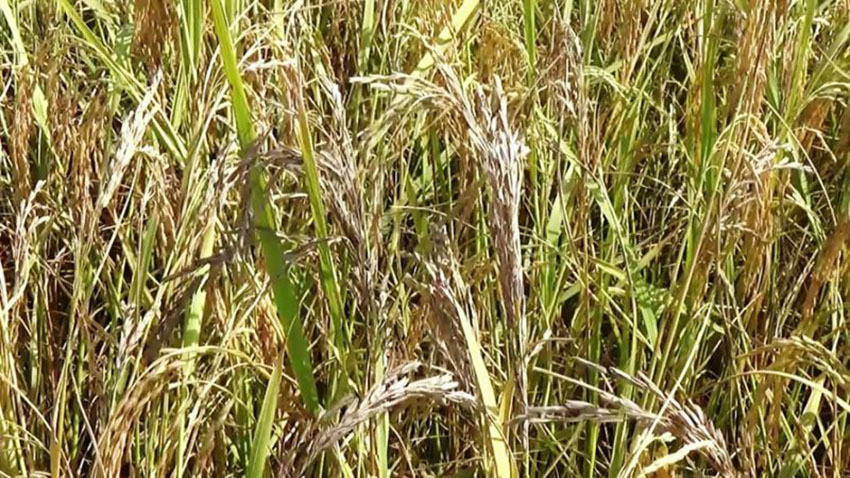 धानखेतीमा गवारो रोगको प्रकोप