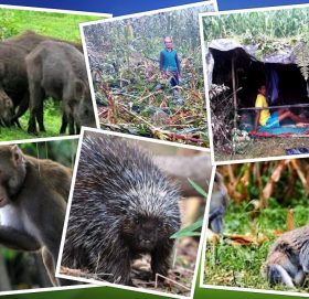 मकै जोगाउन किसान रातभर जाग्राम