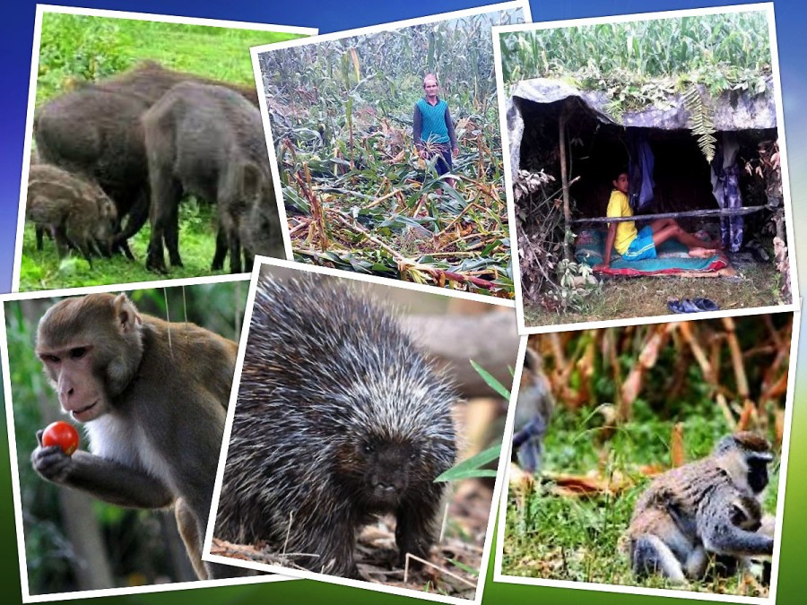 मकै जोगाउन किसान रातभर जाग्राम