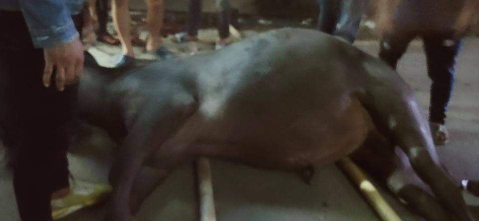 राँगोले काठमाडौंको सडकमा आतंक मच्चाएपछि गोली हानेर मारियो