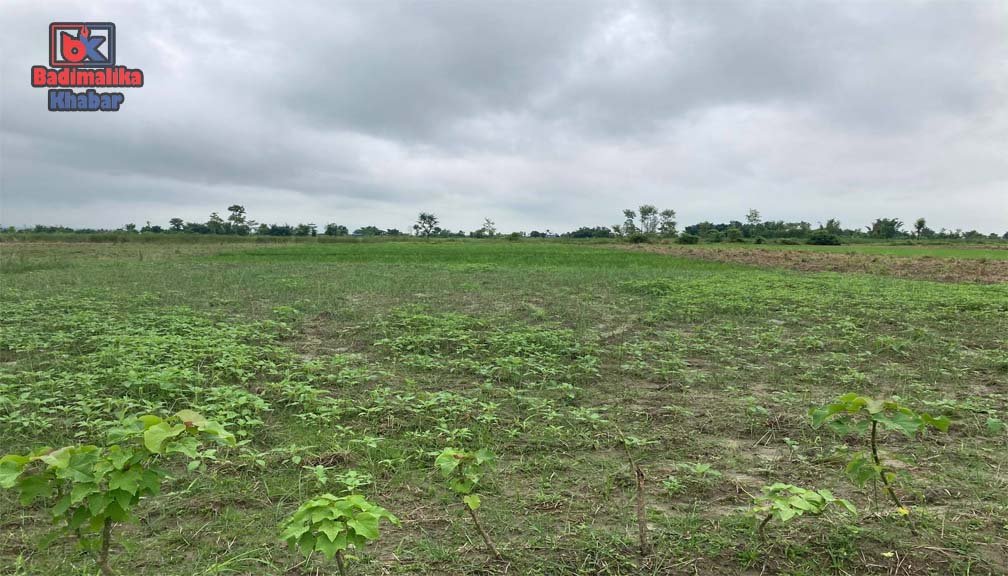 १२ हजार विघा सरकारी जमिन अतिक्रमणको चपेटामा