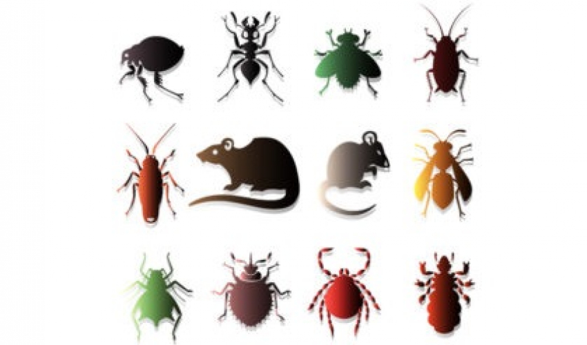 मुसा, साङ्ला र उडुस मार्न टेन्डर आह्वान