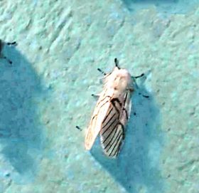 तीन हप्तामा एकसय सापुका बिरामी