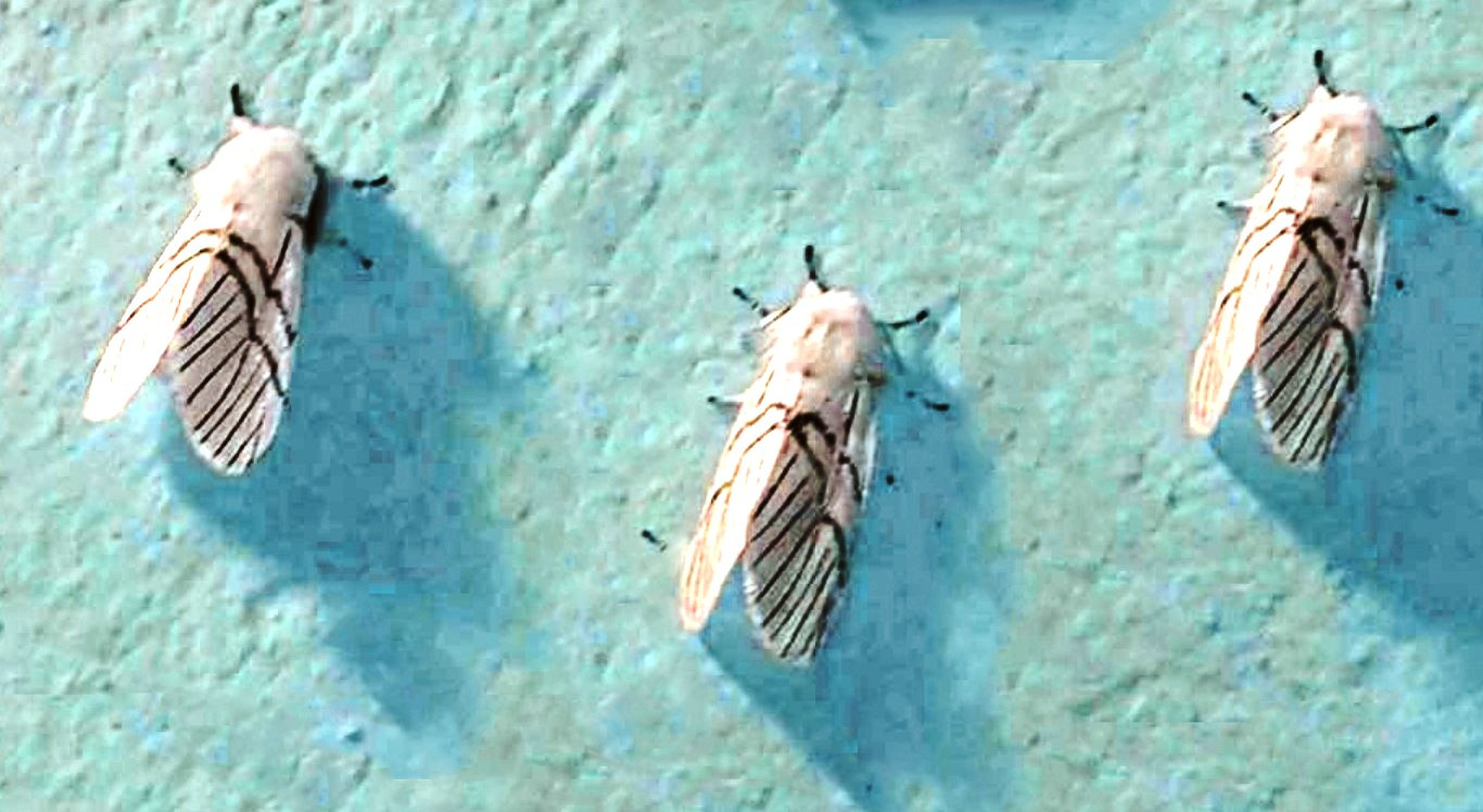 तीन हप्तामा एकसय सापुका बिरामी