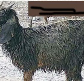 देवाही गोनाही नगर पालिकामा बाख्रा वितरण कार्यमा व्यापक अनियमितता।