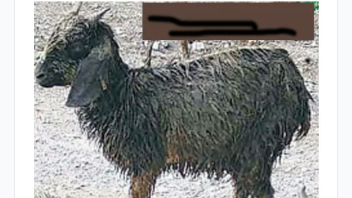 देवाही गोनाही नगर पालिकामा बाख्रा वितरण कार्यमा व्यापक अनियमितता।